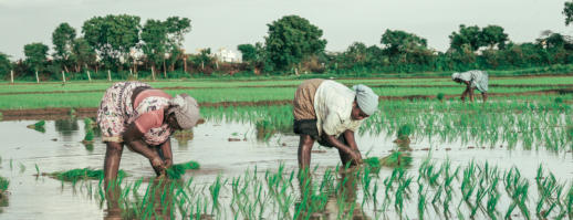 Agri Development Programs